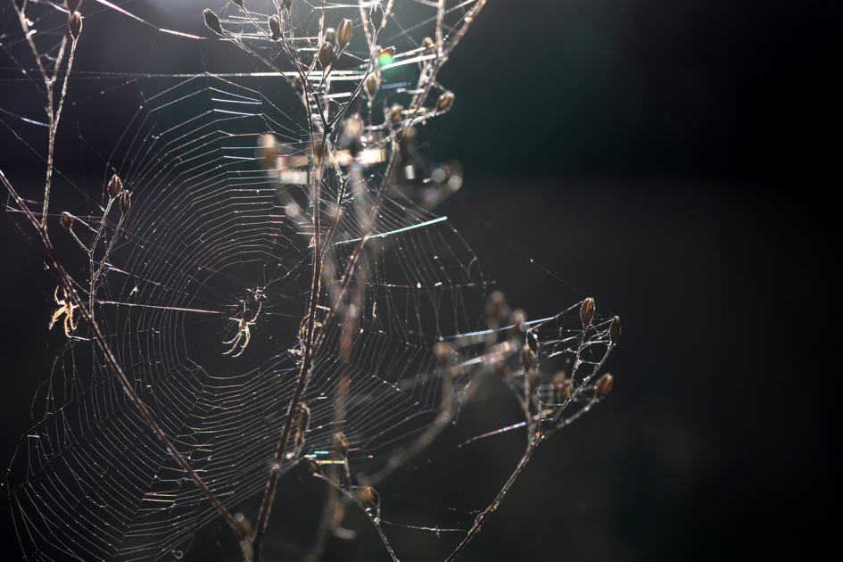 spinrag - Geleedpotigen - spinrag