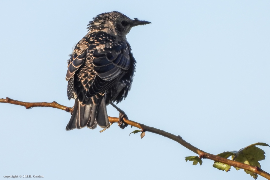 Spreeuw - Vogels - Spreeuw