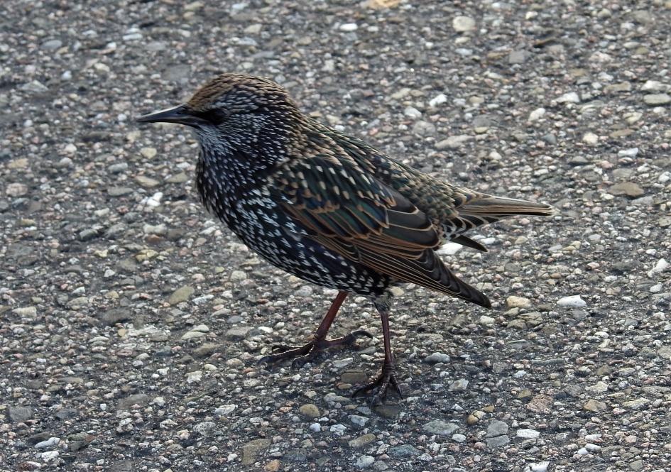 Spreeuw - Vogels - Spreeuw