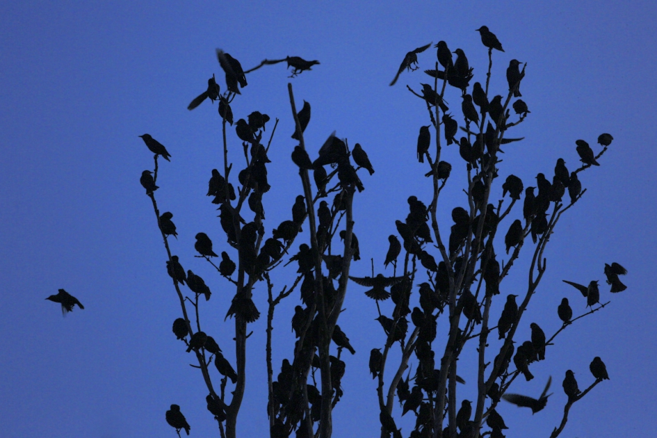 Spreeuwen in silhouet - Vogels - Spreeuw