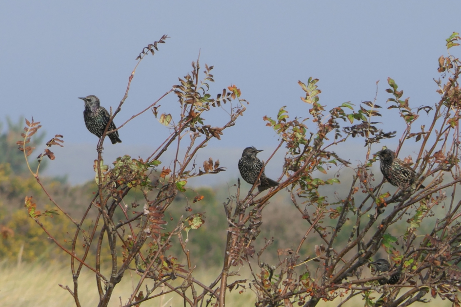Spreeuwenboom - Vogels - Spreeuwen