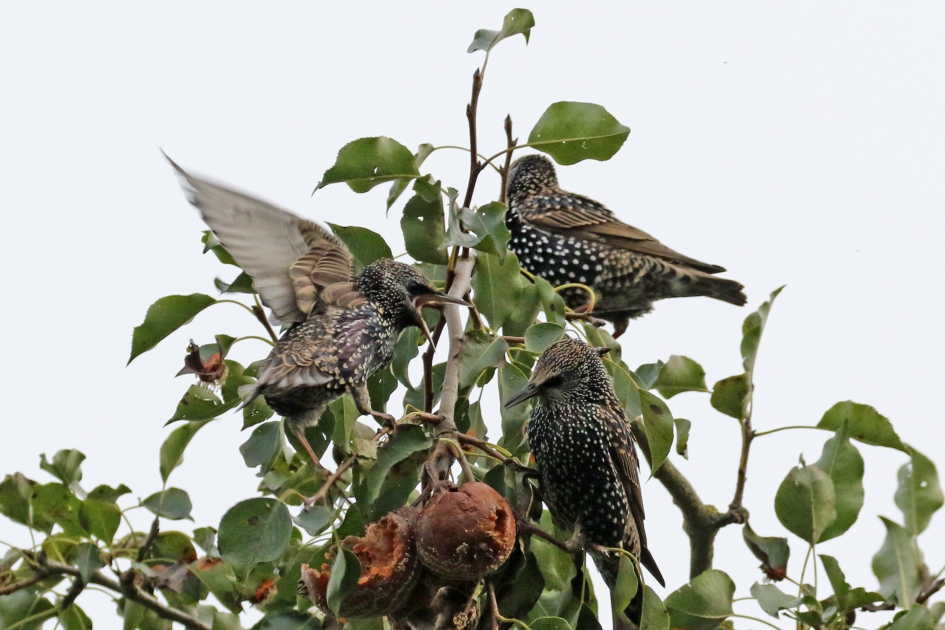 Spreeuwentumult in een oude perenboomgaard (1) - Vogels - 