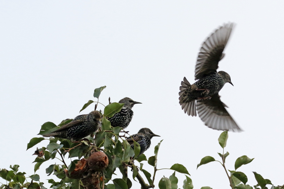 Spreeuwentumult in een oude perenboomgaard (2) - Vogels - 