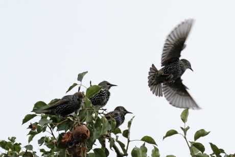 Spreeuwentumult in een oude perenboomgaard (2)