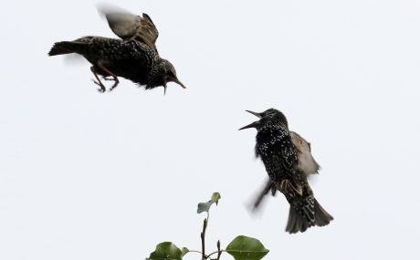 Spreeuwentumult in een oude perenboomgaard (3)