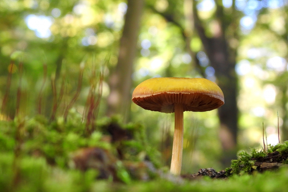 Sprookjesbos - Schimmels - 