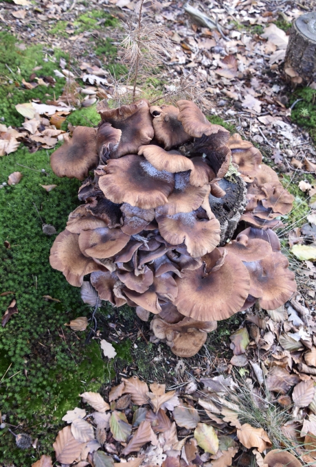 Stapel paddenstoelen