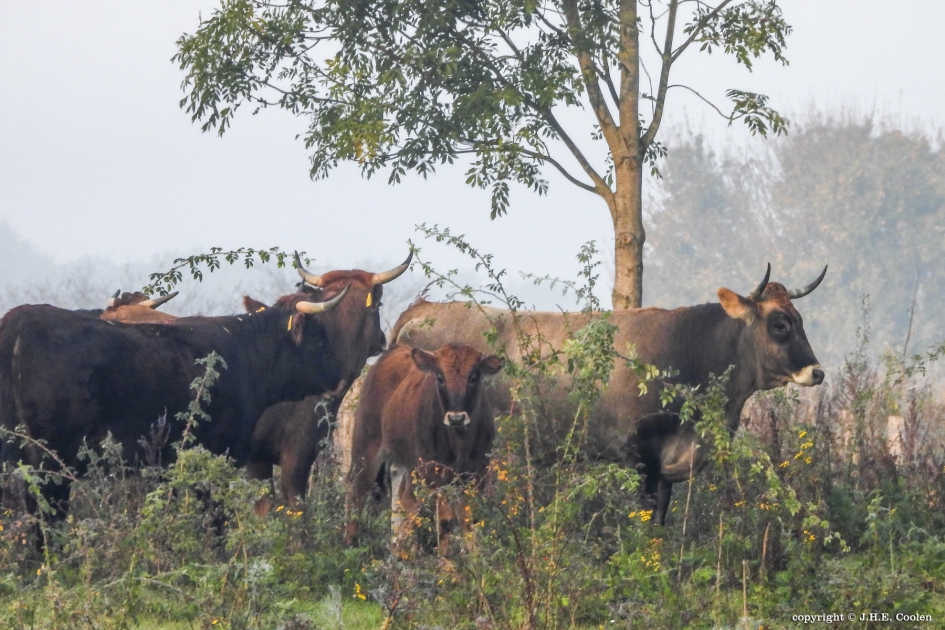 Steeds meer... - Zoogdieren - 