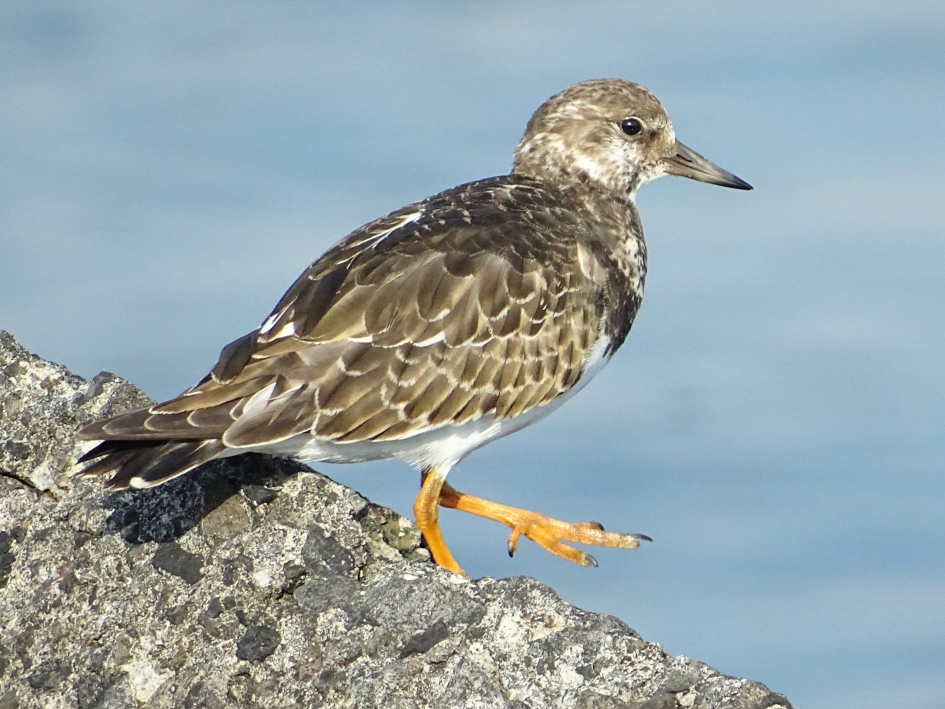Steenloper - Vogels - Steenloper