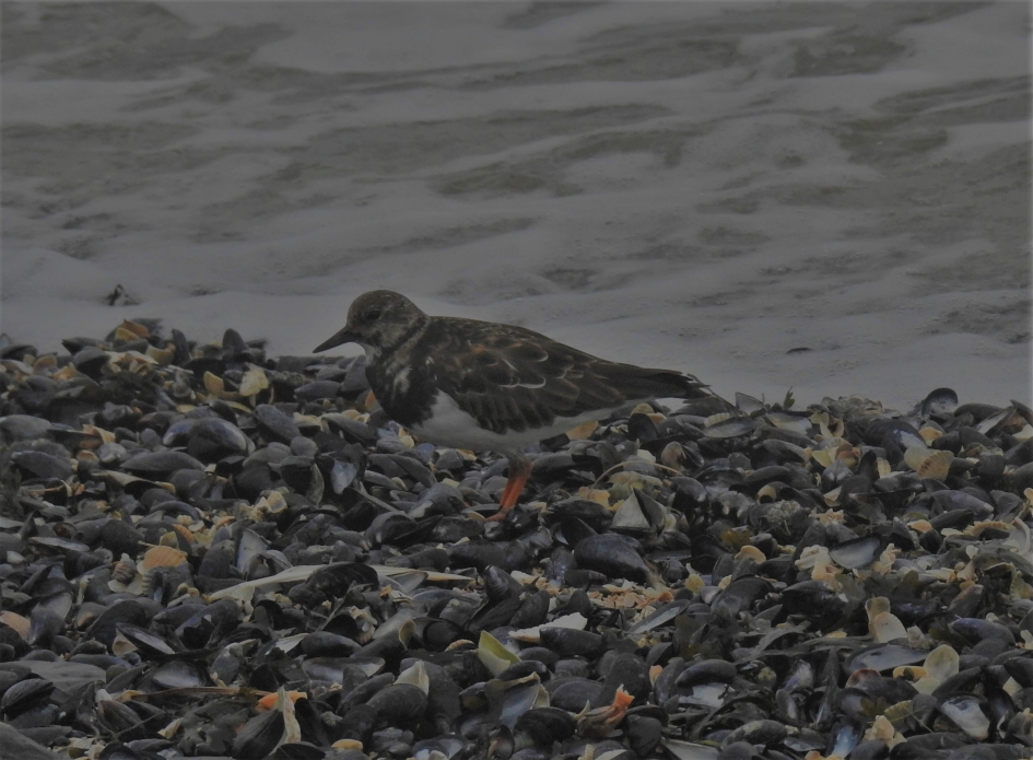 Steenloper bij hoog water - Vogels - Steenloper