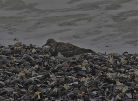 Steenloper bij hoog water