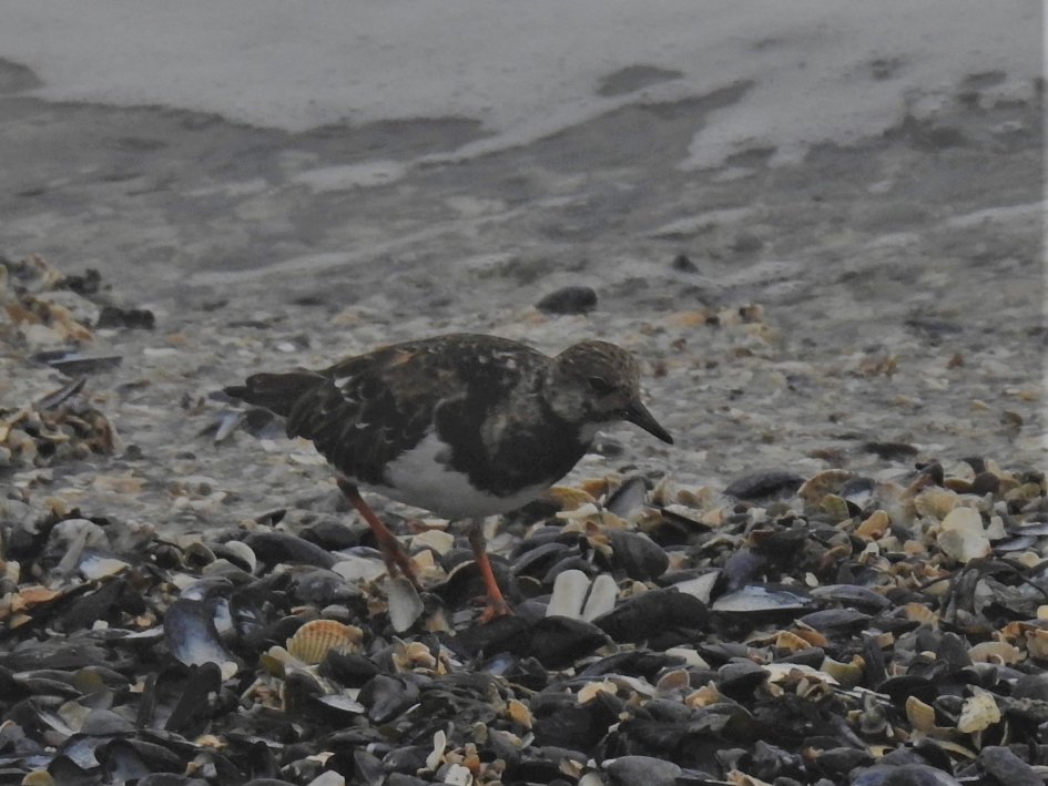 Steenloper foerageert op schelpenbank - Vogels - Steenloper