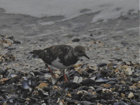 Steenloper foerageert op schelpenbank