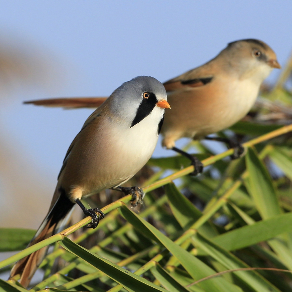 Stelletje - Vogels - Baardmannetje