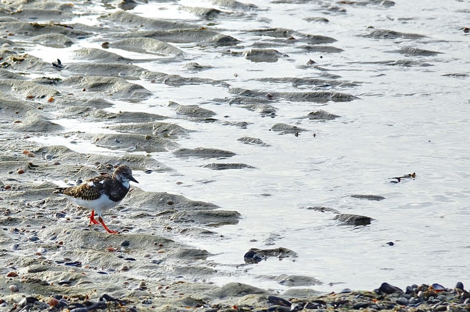 Strandloper - Vogels - Steenloper