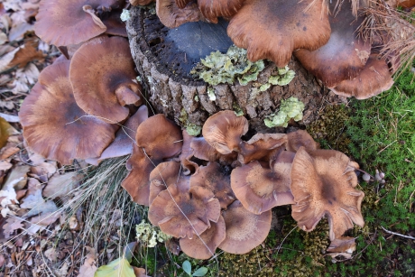 Stronk met paddenstoelen