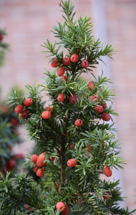 Taxus