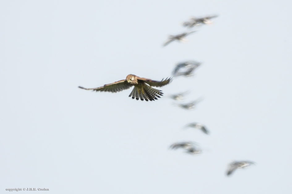 Terwijl.... - Vogels - Torenvalk