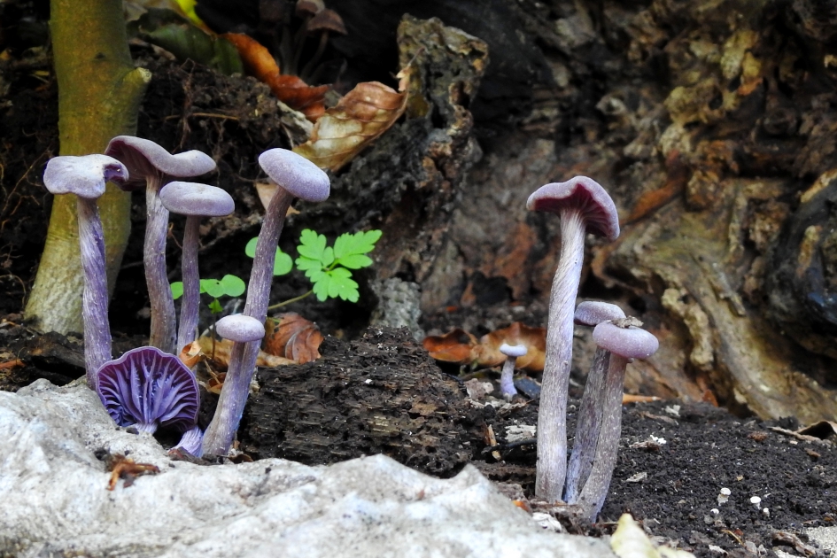 Tijd voor Rode kool - Schimmels - Amethistzwam/ Rodekoolzwam