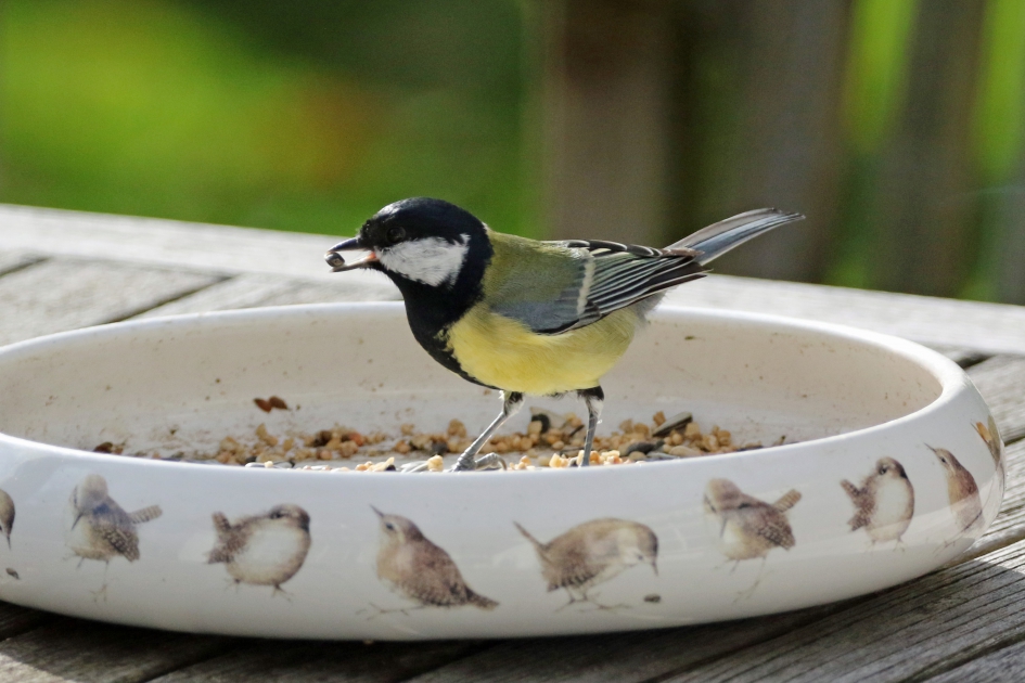 Tja, kocht toch echt een voerbak voor winterkoninkjes.... - Vogels - 