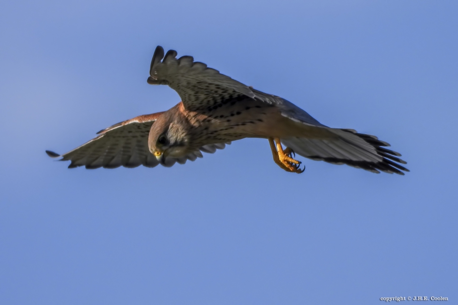 Torenvalk - Vogels - Torenvalk