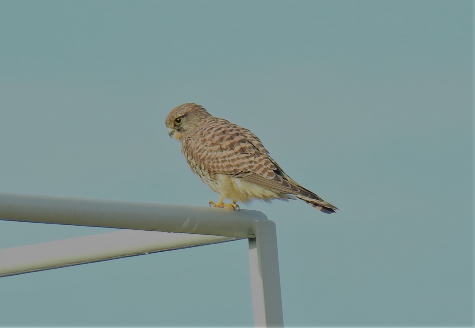 Torenvalk vrouwtje - Vogels - Torenvalk