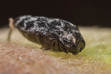 Trachys minutus (Wilgenprachtkevertje)