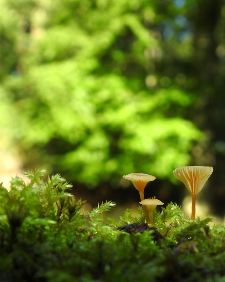 Trechtertjes in het mos