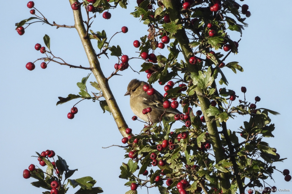 Tussen de besjes..... - Vogels - Vink