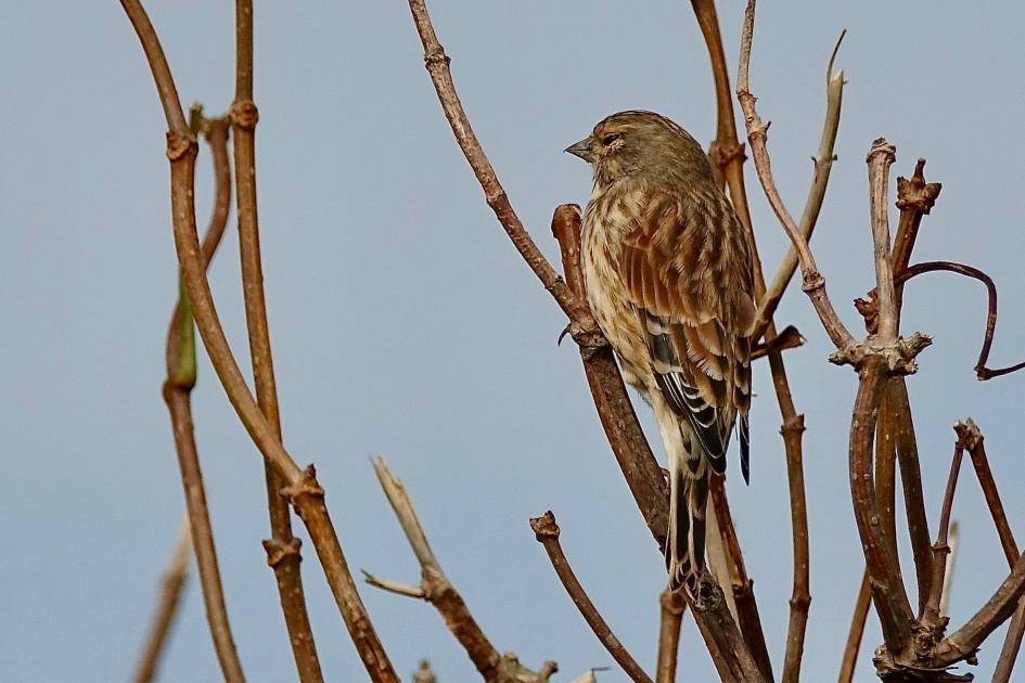 Tussenstop - Vogels - Kneu