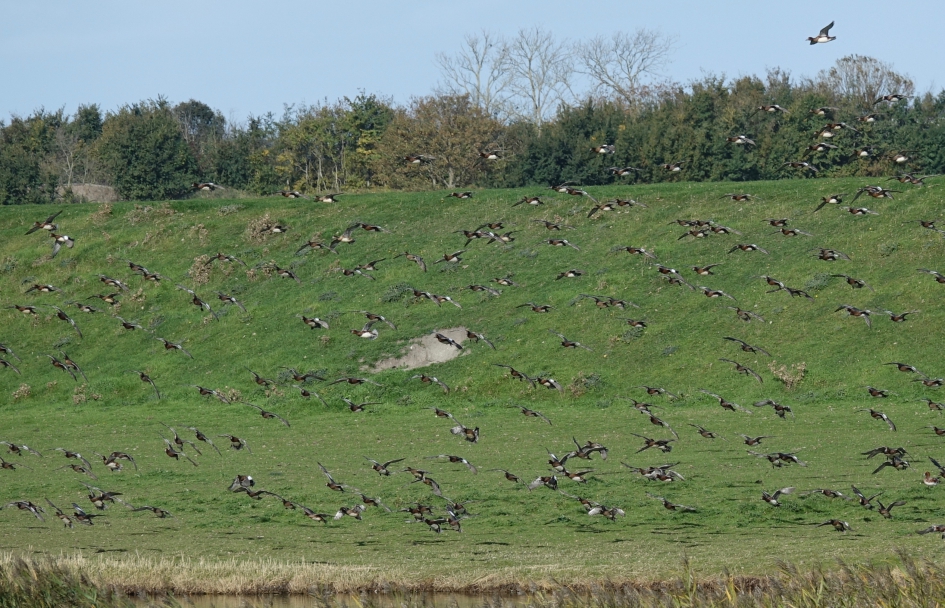 Twee honderd en zeven vliegende Smienten (en een zittend) - Vogels - Smient