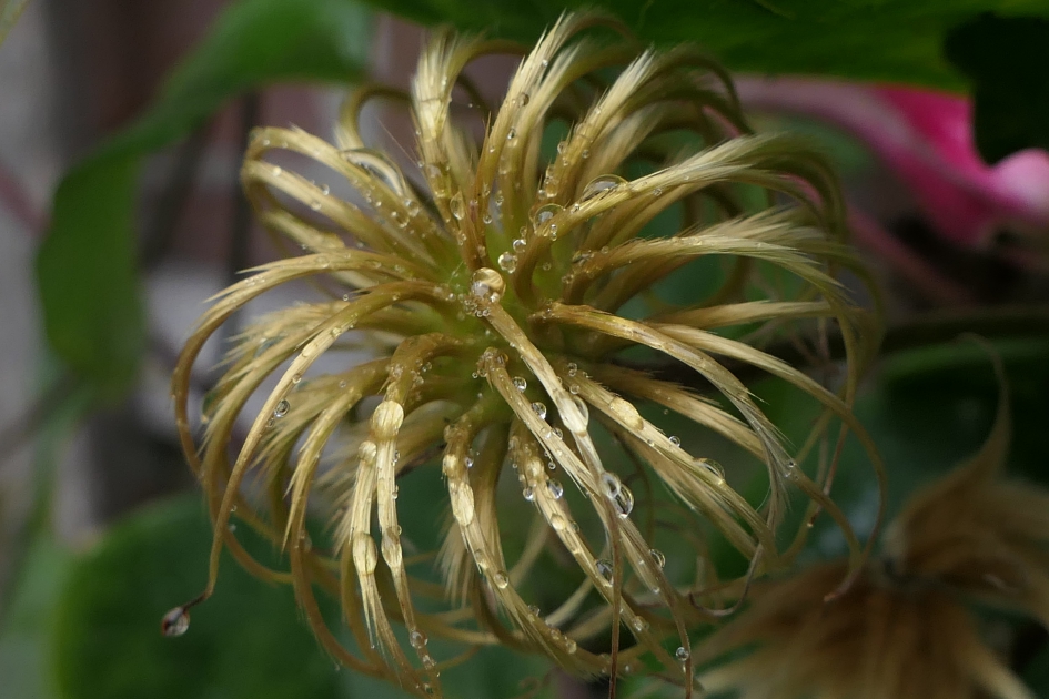 Uitgebloeid. - Planten - Clematis