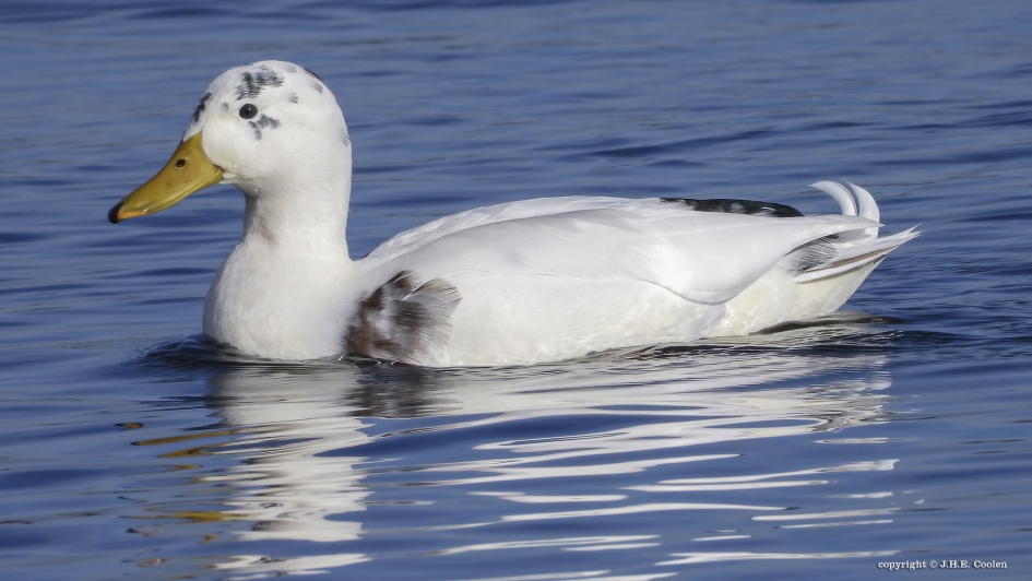 Uitzondering... - Vogels - Eend