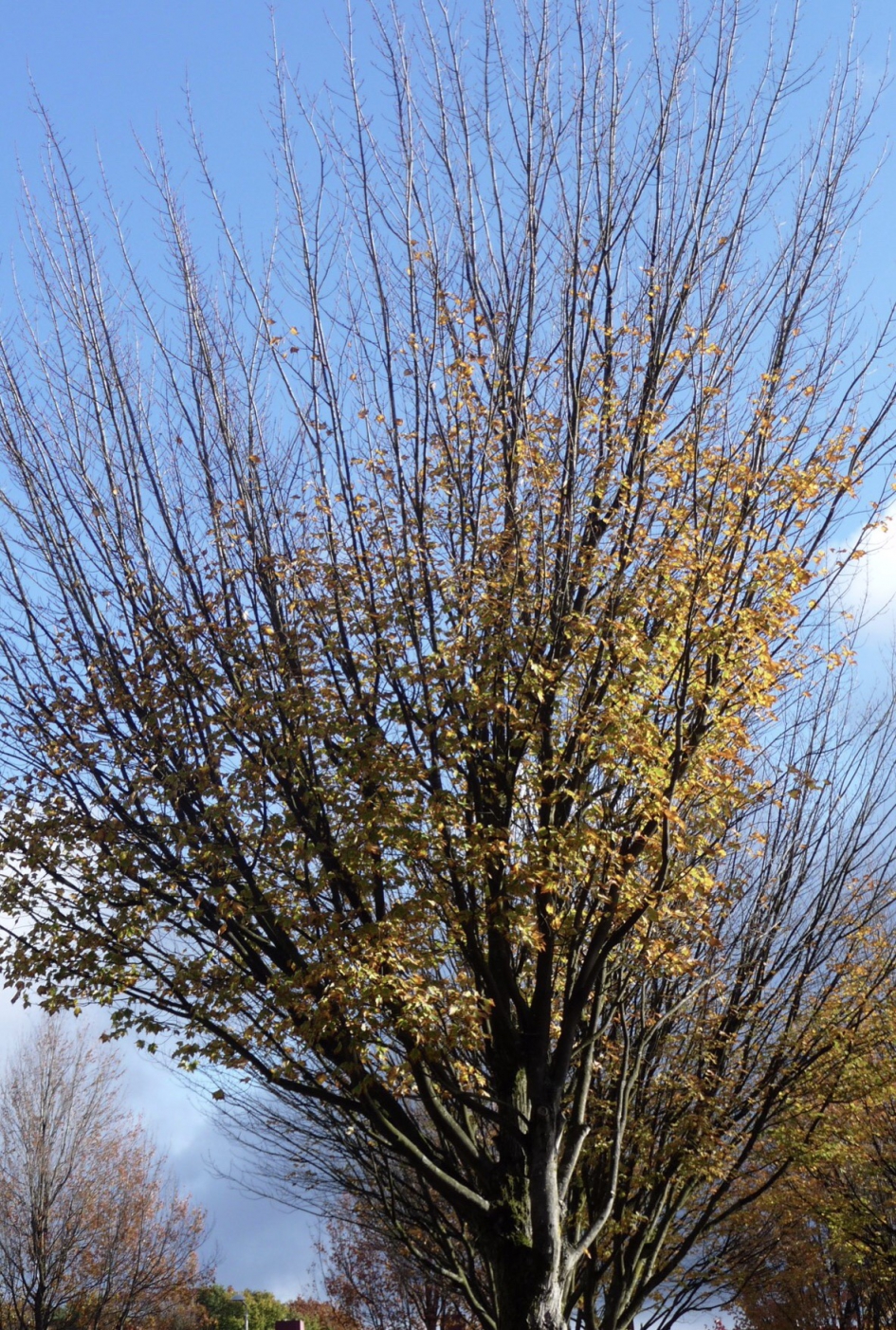 Van boven al kaal - Planten - 