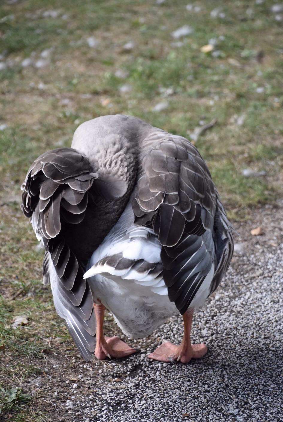 Van voren - Vogels - 