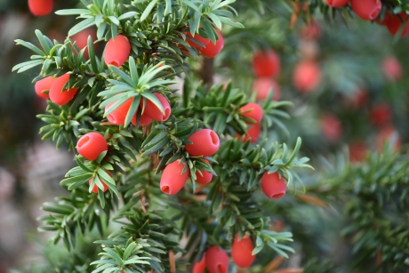 Veel bessen in de taxus