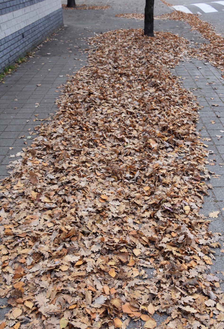 Veel, heel veel blad - Planten - 