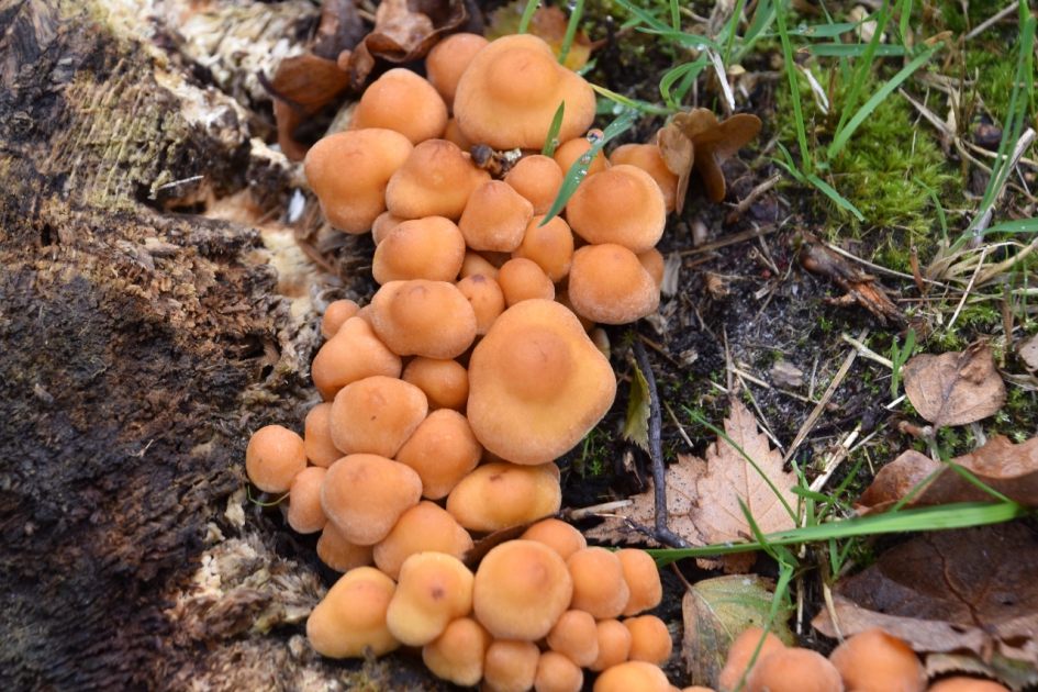 Veel paddenstoeltjes - Schimmels - 