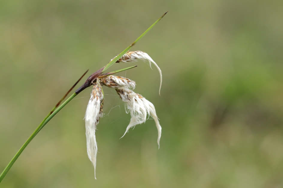 veenpluis - Planten - 