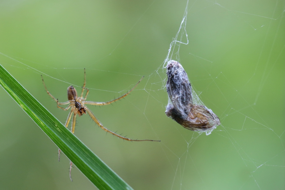 veiliggesteld - Geleedpotigen - herfstspin