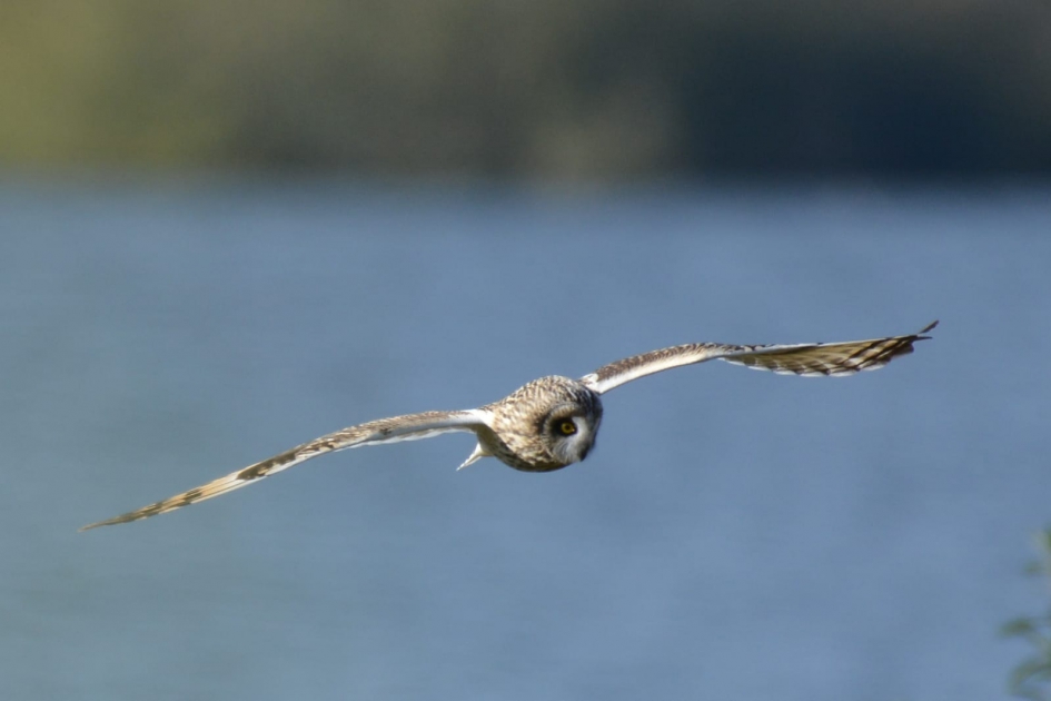 Velduil - Vogels - Velduil