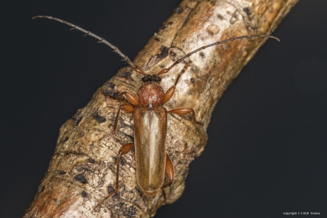 Veranderlijke Boktor (Phymatodes testaceus)