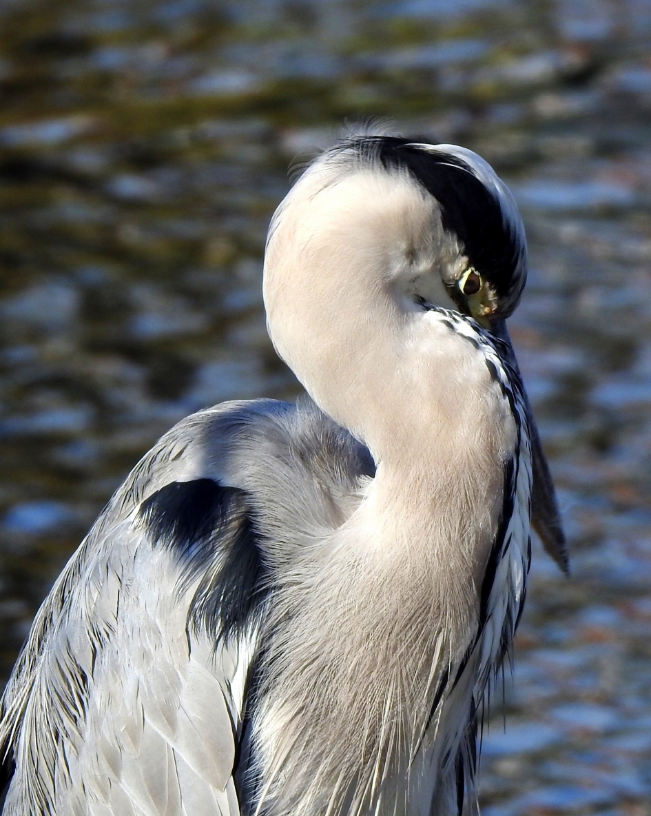Verlegen Reiger - Vogels - Blauwe reiger