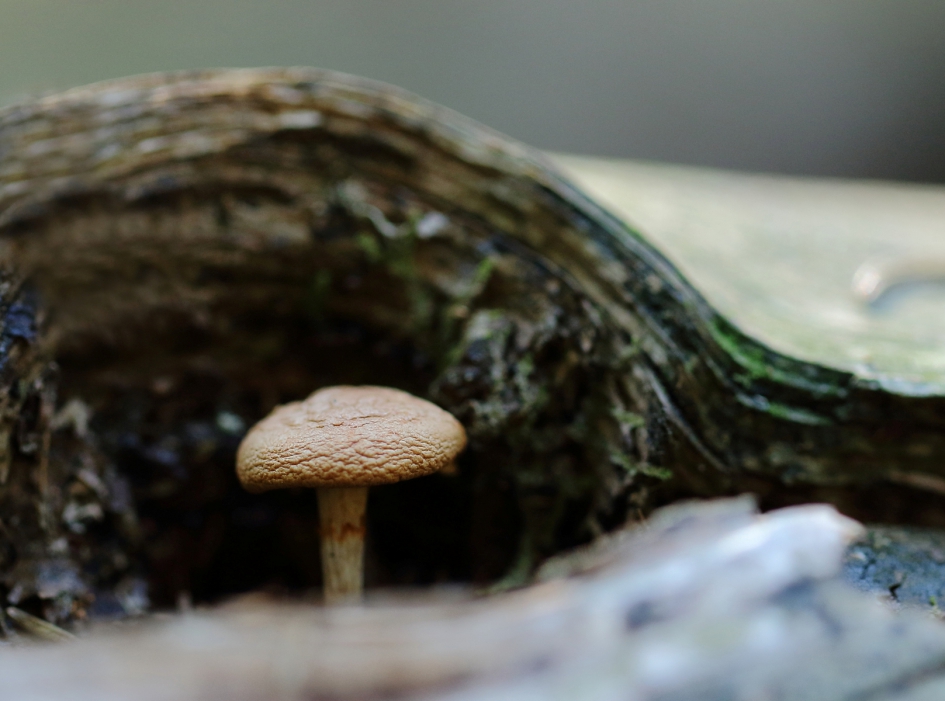 verscholen paddenstoel - Schimmels - 