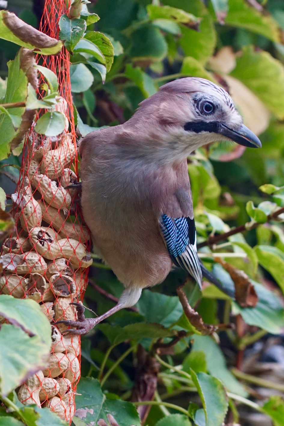 Vlaamse gaai geniet weer van de pinda’s. - Vogels - Vlaamse gaai