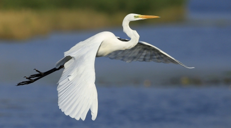 Vliegende gratie II ...