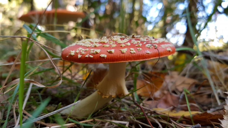 Vliegenzwam - Schimmels - Vliegenzwam