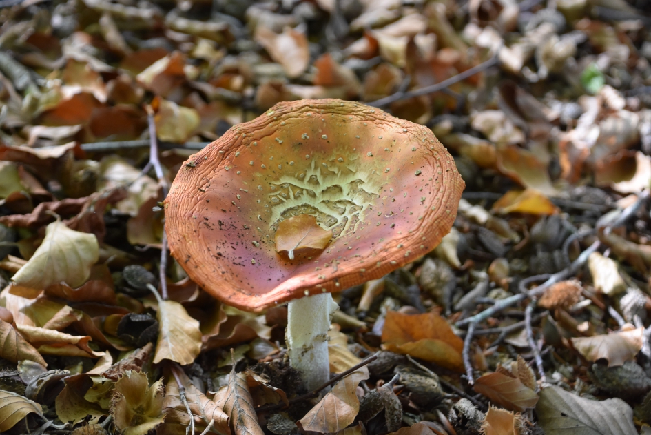 Vliegenzwam - Schimmels - 