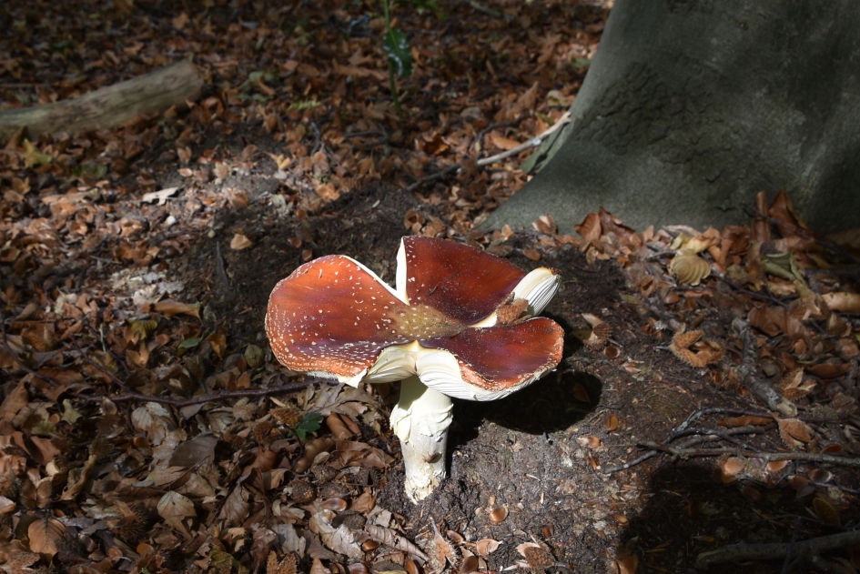 Vliegenzwam - Schimmels - 