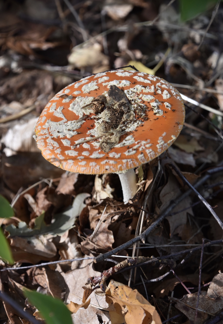 Vliegenzwam - Schimmels - 